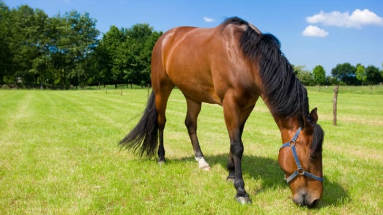 O capim que pode matar os cavalos. 