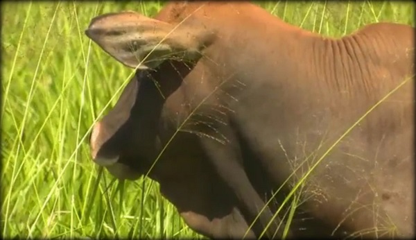 Capim Massai pode matar seu cavalo! 